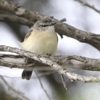 Acanthiza chrysorrhoa (Yellow-rumped Thornbill) at Molonglo Valley, ACT - 19 Nov 2021 by AlisonMilton