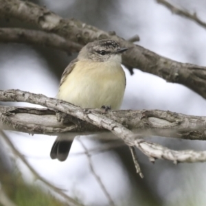 Acanthiza chrysorrhoa at Molonglo Valley, ACT - 19 Nov 2021