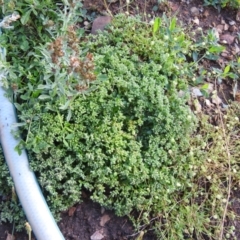 Polycarpon tetraphyllum (Four-leaf Allseed) at Carwoola, NSW - 1 Dec 2021 by Liam.m