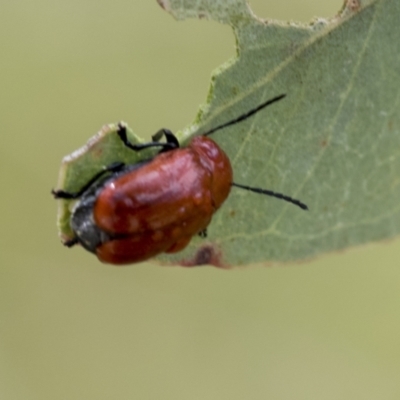 Aporocera (Aporocera) haematodes (A case bearing leaf beetle) at Bruce Ridge to Gossan Hill - 11 Nov 2021 by AlisonMilton