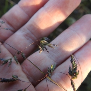 Poa sieberiana at Carwoola, NSW - 1 Dec 2021