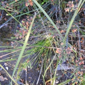 Poa sieberiana at Carwoola, NSW - 1 Dec 2021