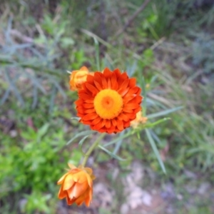 Xerochrysum viscosum at Carwoola, NSW - suppressed