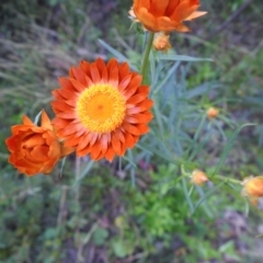 Xerochrysum viscosum at Carwoola, NSW - suppressed