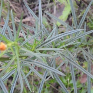 Xerochrysum viscosum at Carwoola, NSW - suppressed