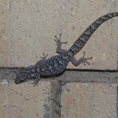 Christinus marmoratus (Southern Marbled Gecko) at Higgins, ACT - 2 Dec 2021 by AlisonMilton