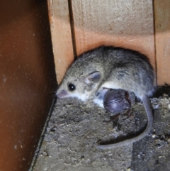 Sminthopsis murina (Common Dunnart) at QPRC LGA - 2 Dec 2021 by Liam.m