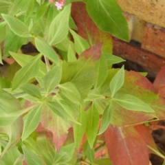 Centranthus ruber at Carwoola, NSW - 4 Dec 2021