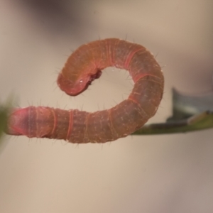 Capusa sp.(genus) at Bruce, ACT - 11 Nov 2021