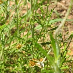 Euchiton involucratus (Star Cudweed) at Carwoola, NSW - 3 Dec 2021 by Liam.m