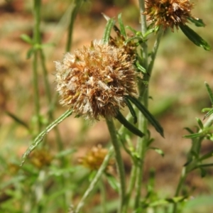 Euchiton involucratus at Carwoola, NSW - suppressed