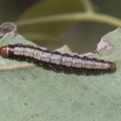 Agriophara sp. (Agriophara sp.) at Bruce Ridge to Gossan Hill - 11 Nov 2021 by AlisonMilton