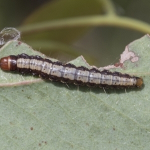 Agriophara (genus) at Bruce, ACT - 11 Nov 2021