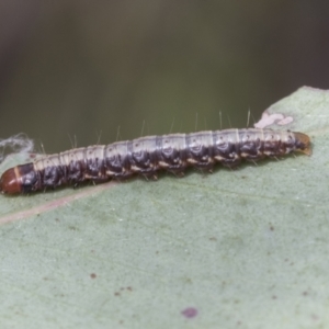 Agriophara sp. at Bruce, ACT - 11 Nov 2021