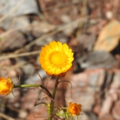 Xerochrysum viscosum (Sticky Everlasting) at Carwoola, NSW - 3 Dec 2021 by Liam.m