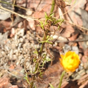 Xerochrysum viscosum at Carwoola, NSW - suppressed