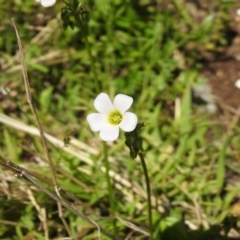 Oxalis incarnata (Pale Wood-sorrel) at Carwoola, NSW - 4 Dec 2021 by Liam.m