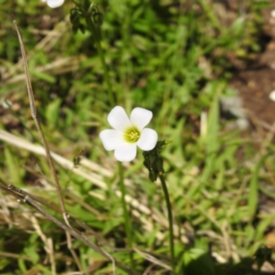 Oxalis incarnata (Pale Wood-sorrel) at Carwoola, NSW - 4 Dec 2021 by Liam.m