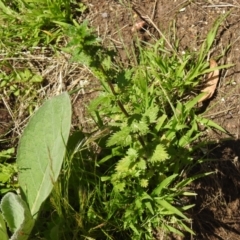 Urtica incisa (Stinging Nettle) at Carwoola, NSW - 4 Dec 2021 by Liam.m