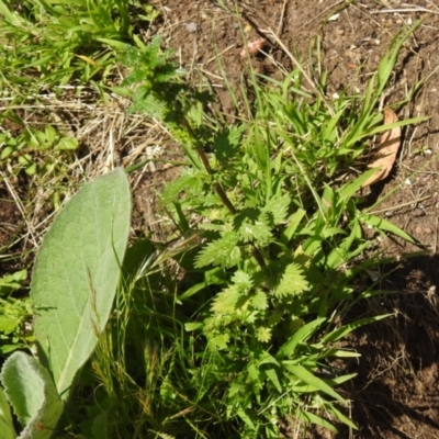 Urtica incisa (Stinging Nettle) at Carwoola, NSW - 3 Dec 2021 by Liam.m