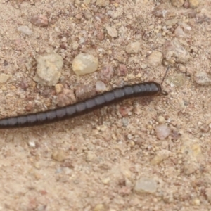 Diplopoda sp. (class) at Molonglo Valley, ACT - 19 Nov 2021