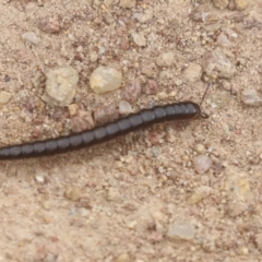Diplopoda sp. (class) (Unidentified millipede) at Molonglo Valley, ACT - 19 Nov 2021 by AlisonMilton