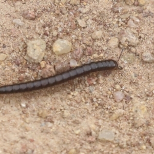 Diplopoda (class) at Molonglo Valley, ACT - 19 Nov 2021