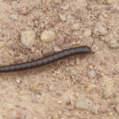 Diplopoda sp. (class) (Unidentified millipede) at The Pinnacle - 19 Nov 2021 by AlisonMilton