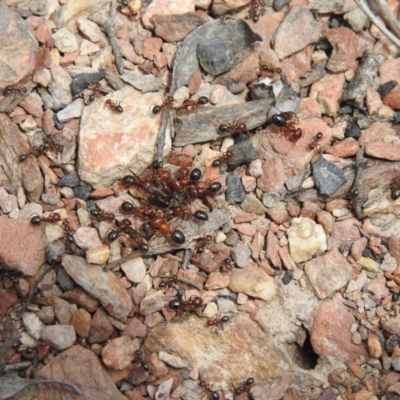 Melophorus sp. (genus) (Furnace ant) at QPRC LGA - 4 Dec 2021 by Liam.m