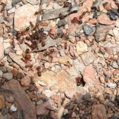 Melophorus sp. (genus) at Carwoola, NSW - suppressed