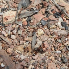 Melophorus sp. (genus) at Carwoola, NSW - suppressed