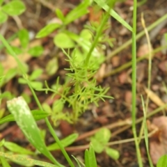 Chamaemelum nobile at Carwoola, NSW - 4 Dec 2021