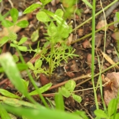 Chamaemelum nobile at Carwoola, NSW - 4 Dec 2021