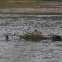 Malacorhynchus membranaceus (Pink-eared Duck) at QPRC LGA - 4 Dec 2021 by Liam.m