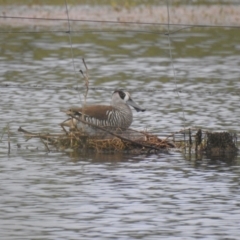 Malacorhynchus membranaceus at Bungendore, NSW - 4 Dec 2021