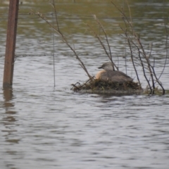 Poliocephalus poliocephalus (Hoary-headed Grebe) at QPRC LGA - 4 Dec 2021 by Liam.m