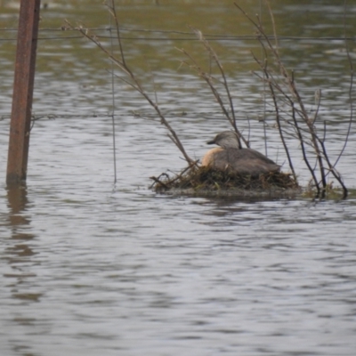 Poliocephalus poliocephalus (Hoary-headed Grebe) at QPRC LGA - 4 Dec 2021 by Liam.m