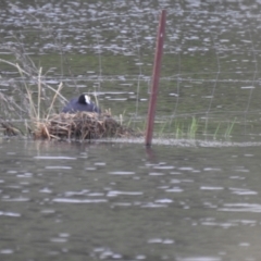 Fulica atra (Eurasian Coot) at Bungendore, NSW - 4 Dec 2021 by Liam.m