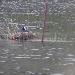 Fulica atra at Bungendore, NSW - 4 Dec 2021