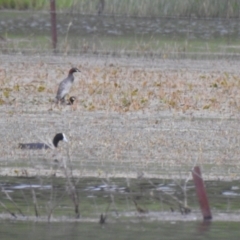 Tachybaptus novaehollandiae (Australasian Grebe) at QPRC LGA - 4 Dec 2021 by Liam.m