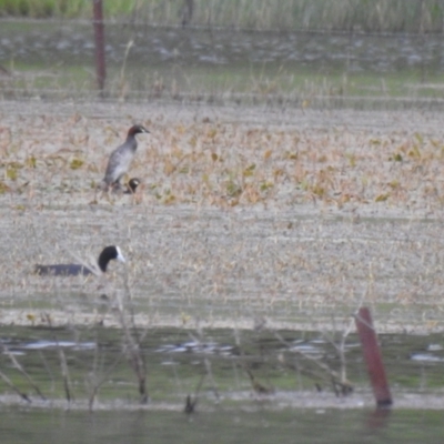 Tachybaptus novaehollandiae (Australasian Grebe) at QPRC LGA - 4 Dec 2021 by Liam.m