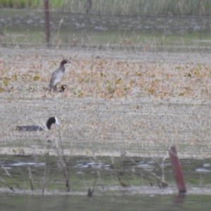 Tachybaptus novaehollandiae at Bungendore, NSW - 4 Dec 2021