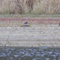 Tachybaptus novaehollandiae at Bungendore, NSW - 4 Dec 2021