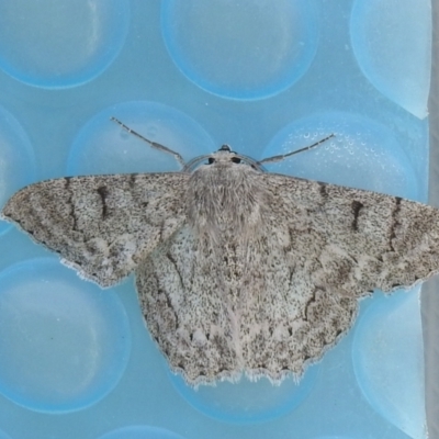 Crypsiphona ocultaria (Red-lined Looper Moth) at Carwoola, NSW - 28 Nov 2021 by Liam.m