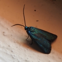 Pollanisus (genus) (A Forester Moth) at QPRC LGA - 4 Dec 2021 by Liam.m