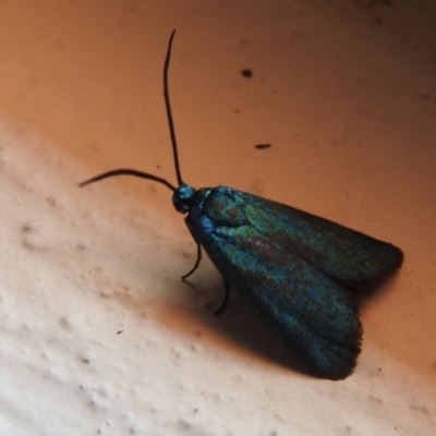 Pollanisus (genus) (A Forester Moth) at Carwoola, NSW - 4 Dec 2021 by Liam.m