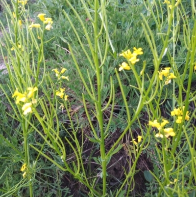 Barbarea verna (Wintercress, American Cress) at Greenway, ACT - 17 Oct 2021 by michaelb