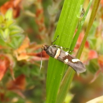 Macrobathra (genus) (A cosmet moth) at Carwoola, NSW - 3 Dec 2021 by Liam.m