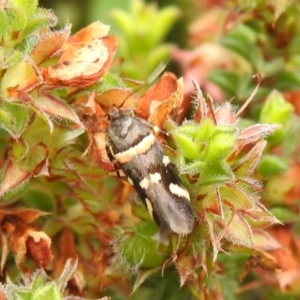 Macrobathra (genus) at Carwoola, NSW - 4 Dec 2021