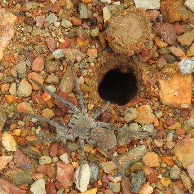 Portacosa cinerea (Grey wolf spider) at Carwoola, NSW - 1 Dec 2021 by Liam.m